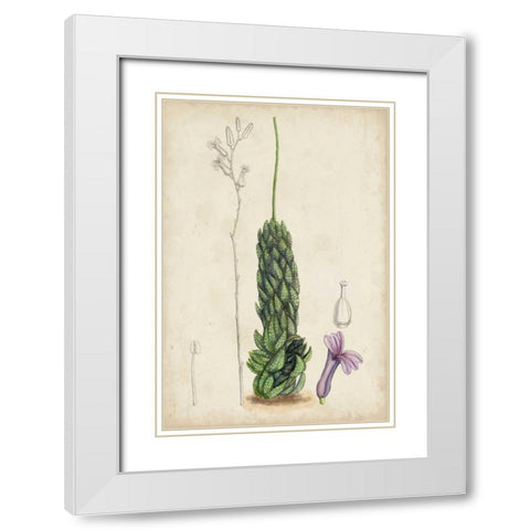 Antique Cactus IV White Modern Wood Framed Art Print with Double Matting by Curtis