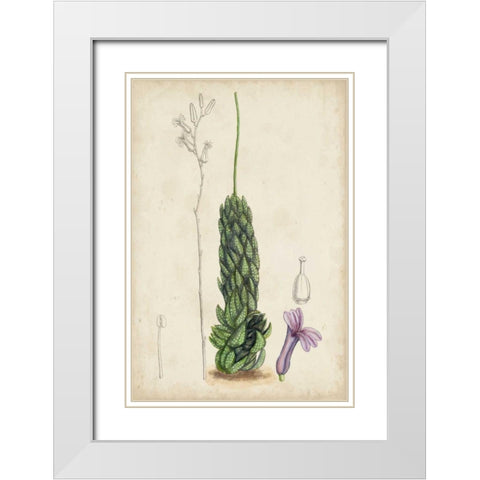 Antique Cactus IV White Modern Wood Framed Art Print with Double Matting by Curtis
