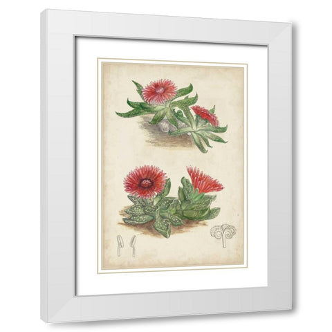 Antique Cactus V White Modern Wood Framed Art Print with Double Matting by Curtis