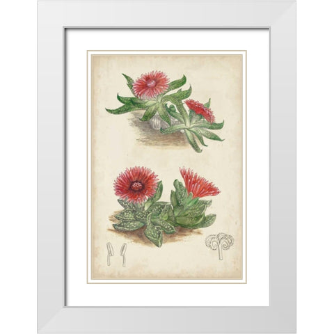 Antique Cactus V White Modern Wood Framed Art Print with Double Matting by Curtis