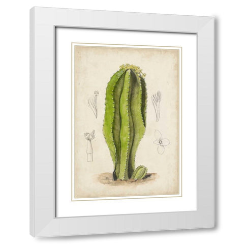 Antique Cactus VI White Modern Wood Framed Art Print with Double Matting by Curtis