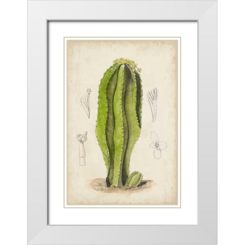 Antique Cactus VI White Modern Wood Framed Art Print with Double Matting by Curtis