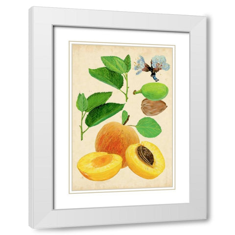 Apricot Study I White Modern Wood Framed Art Print with Double Matting by Wang, Melissa