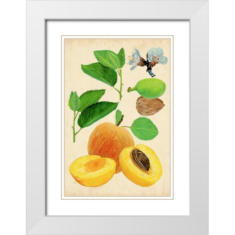 Apricot Study I White Modern Wood Framed Art Print with Double Matting by Wang, Melissa