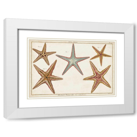 Starfish Naturelle I White Modern Wood Framed Art Print with Double Matting by Diderot, Denis