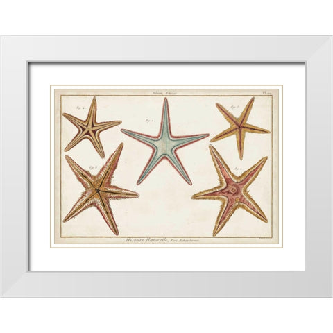 Starfish Naturelle I White Modern Wood Framed Art Print with Double Matting by Diderot, Denis