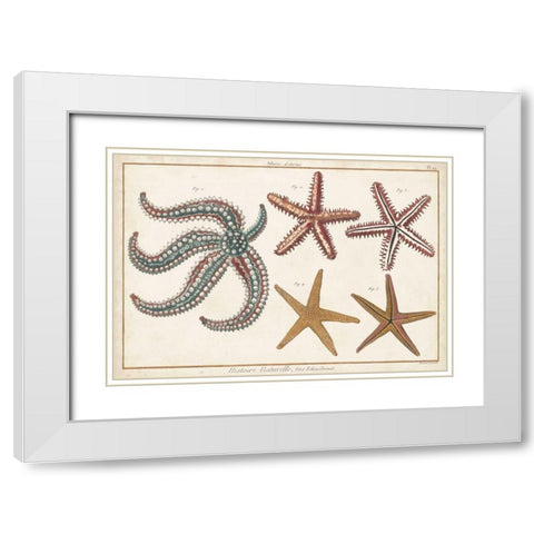 Starfish Naturelle II White Modern Wood Framed Art Print with Double Matting by Diderot, Denis