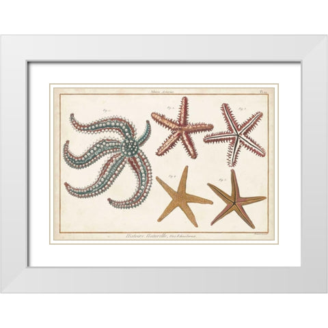 Starfish Naturelle II White Modern Wood Framed Art Print with Double Matting by Diderot, Denis