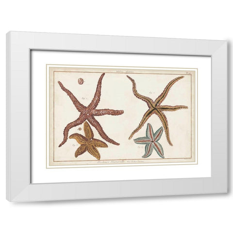 Starfish Naturelle III White Modern Wood Framed Art Print with Double Matting by Diderot, Denis