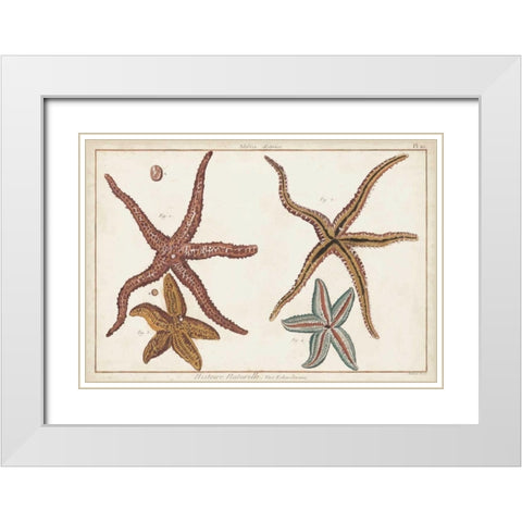 Starfish Naturelle III White Modern Wood Framed Art Print with Double Matting by Diderot, Denis