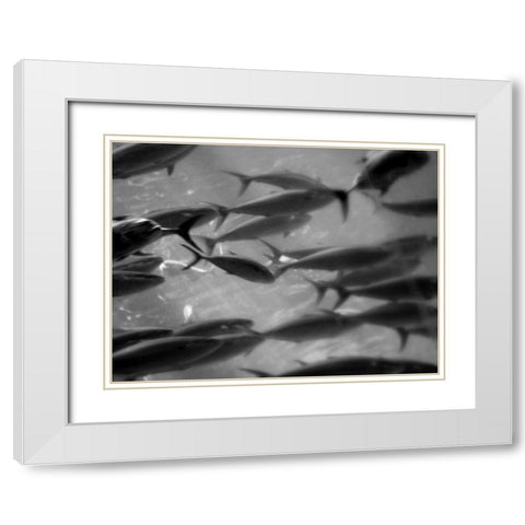 Underwater World 31 White Modern Wood Framed Art Print with Double Matting by Dag, Inc.