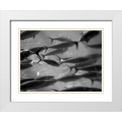 Underwater World 31 White Modern Wood Framed Art Print with Double Matting by Dag, Inc.