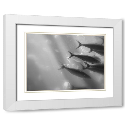 Underwater World 32 White Modern Wood Framed Art Print with Double Matting by Dag, Inc.