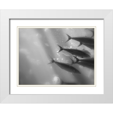 Underwater World 32 White Modern Wood Framed Art Print with Double Matting by Dag, Inc.
