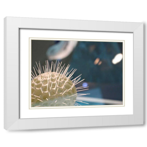 Underwater World 34 White Modern Wood Framed Art Print with Double Matting by Dag, Inc.