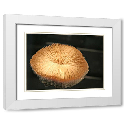 Underwater World 39 White Modern Wood Framed Art Print with Double Matting by Dag, Inc.