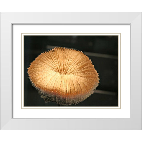 Underwater World 39 White Modern Wood Framed Art Print with Double Matting by Dag, Inc.