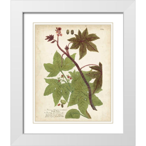 Weinmann Tropical Plants II White Modern Wood Framed Art Print with Double Matting by Weinmann, Johann