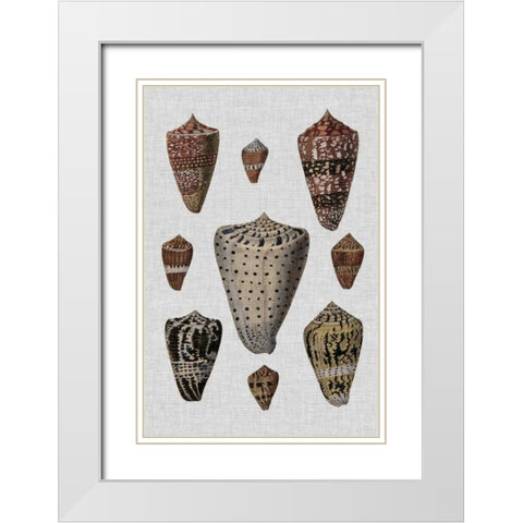 Shell Display I White Modern Wood Framed Art Print with Double Matting by Diderot, Denis