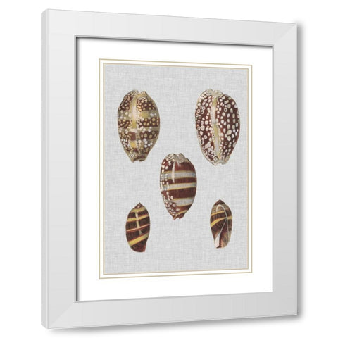 Shell Display II White Modern Wood Framed Art Print with Double Matting by Diderot, Denis