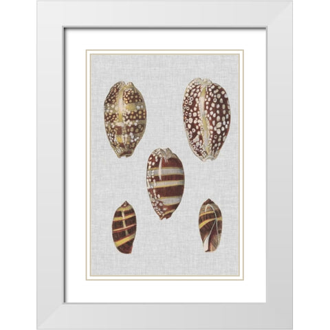 Shell Display II White Modern Wood Framed Art Print with Double Matting by Diderot, Denis