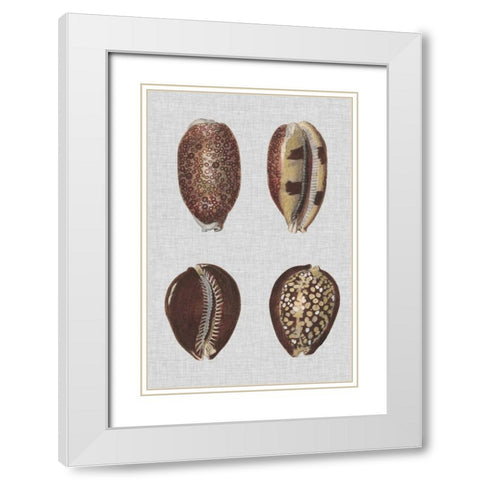 Shell Display III White Modern Wood Framed Art Print with Double Matting by Diderot, Denis