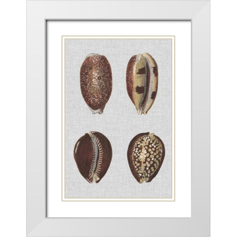 Shell Display III White Modern Wood Framed Art Print with Double Matting by Diderot, Denis