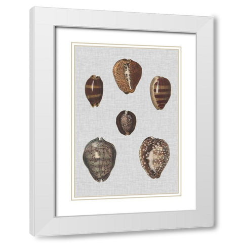 Shell Display IV White Modern Wood Framed Art Print with Double Matting by Diderot, Denis