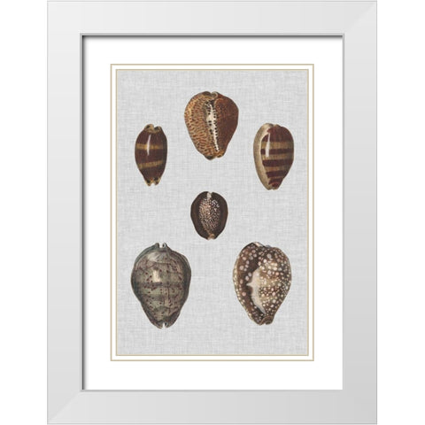 Shell Display IV White Modern Wood Framed Art Print with Double Matting by Diderot, Denis