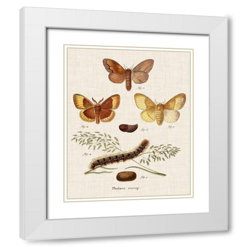Life Cycle of a Moth I White Modern Wood Framed Art Print with Double Matting by Esper, Johann