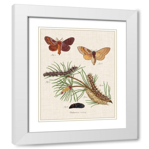 Life Cycle of a Moth II White Modern Wood Framed Art Print with Double Matting by Esper, Johann