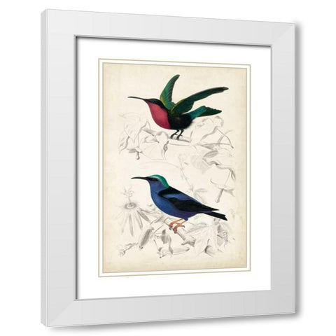 DOrbigny Birds I White Modern Wood Framed Art Print with Double Matting by D Orbigny, M. Charles