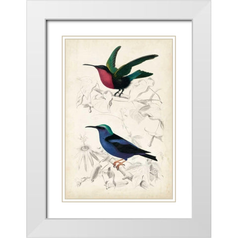 DOrbigny Birds I White Modern Wood Framed Art Print with Double Matting by D Orbigny, M. Charles
