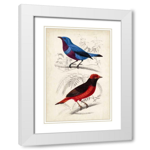 DOrbigny Birds II White Modern Wood Framed Art Print with Double Matting by D Orbigny, M. Charles
