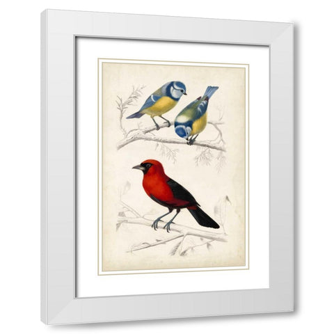 DOrbigny Birds III White Modern Wood Framed Art Print with Double Matting by D Orbigny, M. Charles