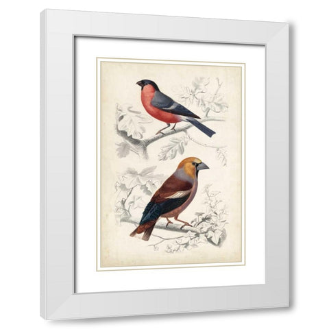 D Orbigny Birds IV White Modern Wood Framed Art Print with Double Matting by D Orbigny, M. Charles