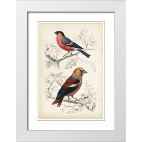 D Orbigny Birds IV White Modern Wood Framed Art Print with Double Matting by D Orbigny, M. Charles