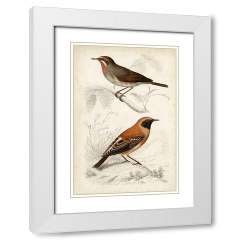 D Orbigny Birds VI White Modern Wood Framed Art Print with Double Matting by D Orbigny, M. Charles