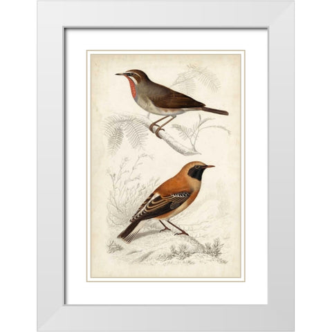 D Orbigny Birds VI White Modern Wood Framed Art Print with Double Matting by D Orbigny, M. Charles