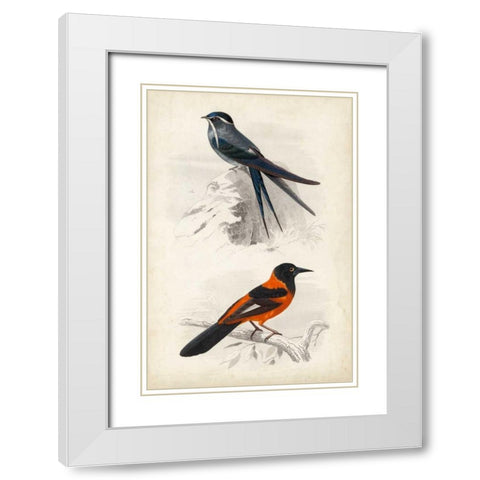 DOrbigny Birds VII White Modern Wood Framed Art Print with Double Matting by D Orbigny, M. Charles