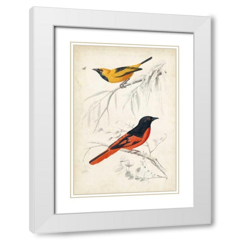DOrbigny Birds VIII White Modern Wood Framed Art Print with Double Matting by D Orbigny, M. Charles