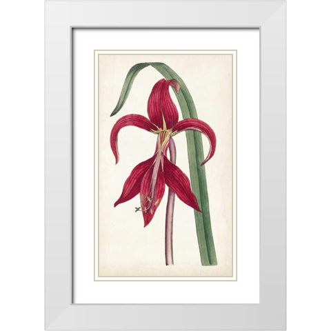 Curtis Garden Beauties I White Modern Wood Framed Art Print with Double Matting by Curtis