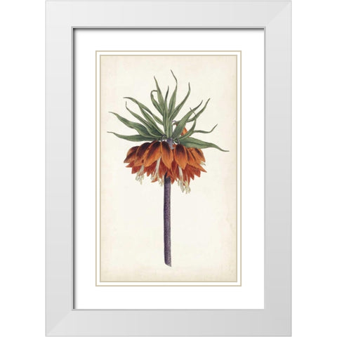Curtis Garden Beauties II White Modern Wood Framed Art Print with Double Matting by Curtis