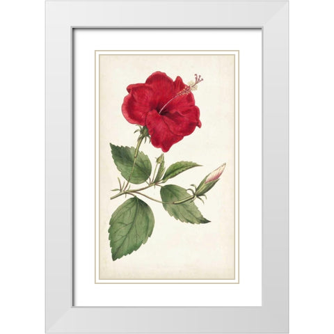 Curtis Garden Beauties III White Modern Wood Framed Art Print with Double Matting by Curtis