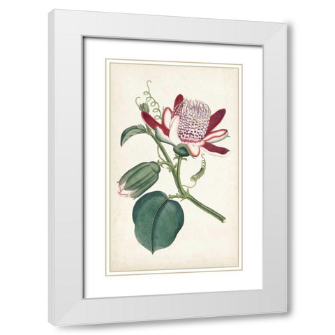 Curtis Garden Beauties IV White Modern Wood Framed Art Print with Double Matting by Curtis