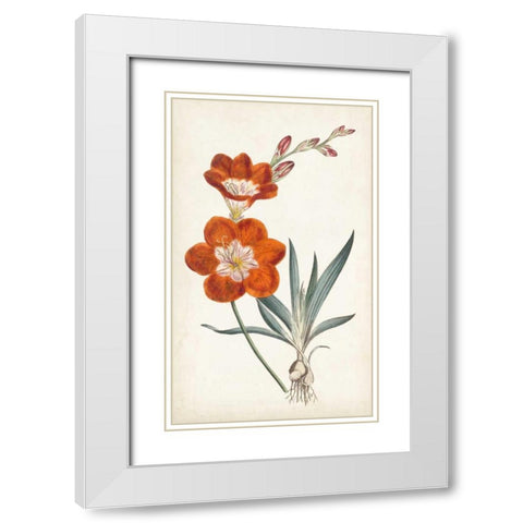 Curtis Garden Beauties V White Modern Wood Framed Art Print with Double Matting by Curtis