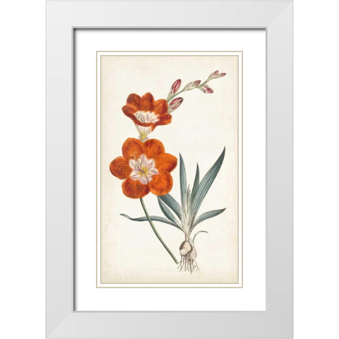 Curtis Garden Beauties V White Modern Wood Framed Art Print with Double Matting by Curtis