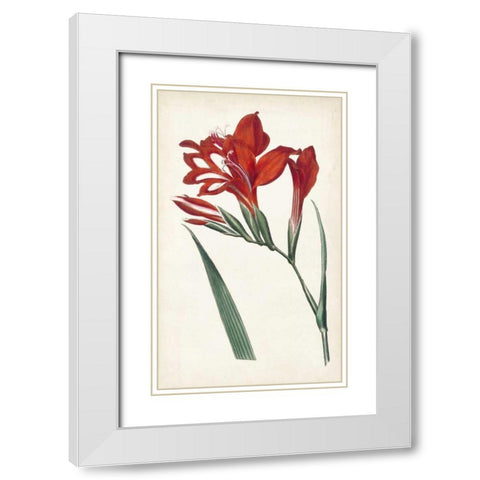 Curtis Garden Beauties VI White Modern Wood Framed Art Print with Double Matting by Curtis