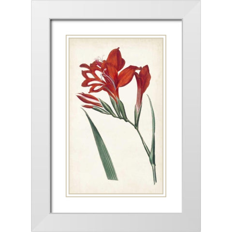 Curtis Garden Beauties VI White Modern Wood Framed Art Print with Double Matting by Curtis