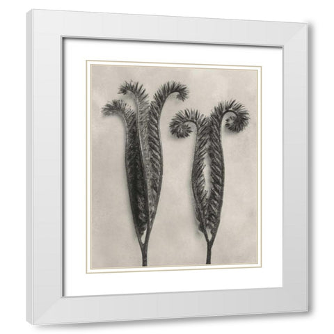 Blossfeldt Botanical II White Modern Wood Framed Art Print with Double Matting by Blossfeldt, Karl